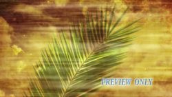 Read more about the article Palm Branch And Moving Clouds Background