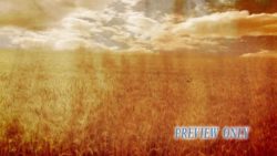 Read more about the article Grunge Wheat Field Worship Background