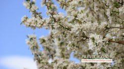 Read more about the article Free Spring Tree With White Flowers
