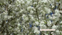 Read more about the article Beautiful Nature: White Spring Loop