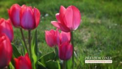 Easter Red Tulips Motion Loop