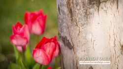 Read more about the article Tulips At The Foot Of The Cross
