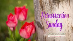 Read more about the article Resurrection Sunday Tulips By The Cross
