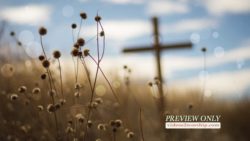 Read more about the article Cross In The Field Worship Background