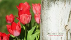 Resurrection Red Tulips Motion Loop