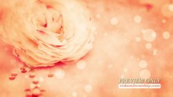 Read more about the article Mothers Day Peony Background