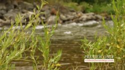 Read more about the article River Reeds Nature Motion Loop