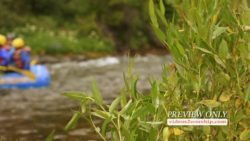 Read more about the article White Water Rafting Background