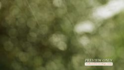 Read more about the article Summer Rain Nature Worship Loop