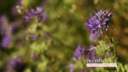 Read more about the article Still: Purple Flowers Church Media