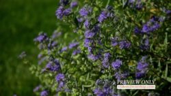 Read more about the article Still Church Media Summer Flowers