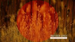 Read more about the article Autumn Tall Grass And Wood Fence