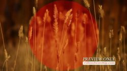Read more about the article Tall Grass Fall Church Background