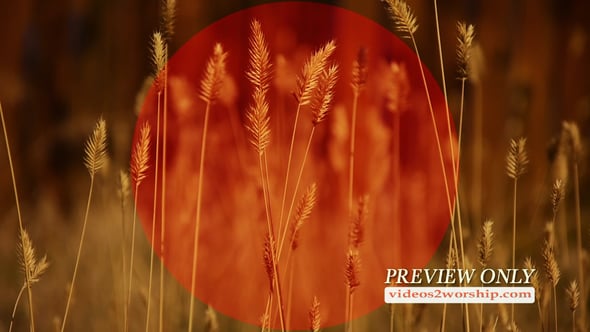 Read more about the article Tall Grass Fall Church Background