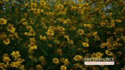 Autumn Yellow Flowers Backgorund