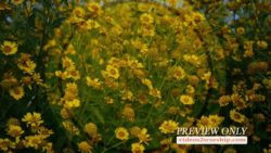 Read more about the article Fall Flowers Church Media Video Loop