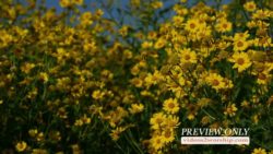 Read more about the article Still: Yellow Flowers