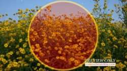 Read more about the article Free Autumn Yellow Flowers Media