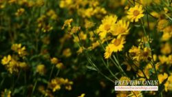 Read more about the article Blurred Yellow Flowers Background