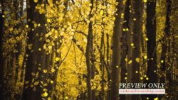 Read more about the article Golden Aspen Forest Fall Motion