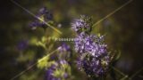 Summer Purple Flower
