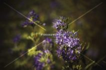 Read more about the article Summer Purple Flower