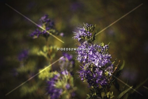 Read more about the article Summer Purple Flower