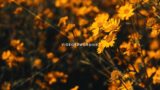 Autumn Flowers