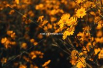 Read more about the article Autumn Flowers