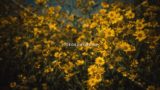 Yellow Flowers