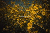 Read more about the article Summer Yellow Flowers