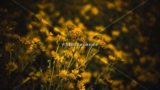 Flower Garden