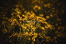 Read more about the article Beautiful Yellow Flowers