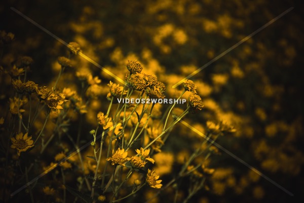 Read more about the article Beautiful Yellow Flowers