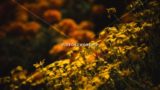 Flowers Background