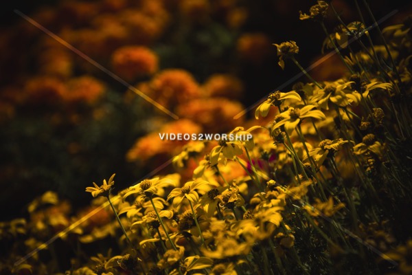 Read more about the article Flower Garden High Resolution Image