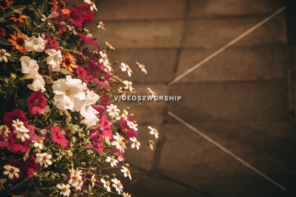 Read more about the article City Flower Pot High Resolution Image