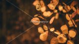 Autumn Leaves