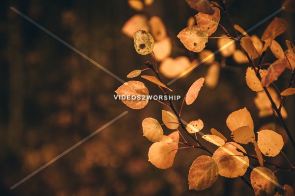 Read more about the article Stock Photography Autumn Leaves