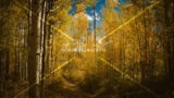 Golden Aspen Forest