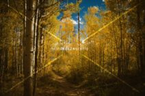 Read more about the article Stock Photography Golden Aspen Forest