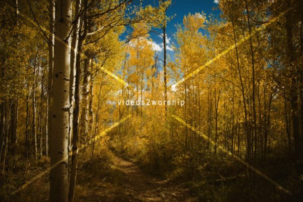 Read more about the article Stock Photography Golden Aspen Forest