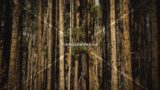 Evergreen Tree Forest
