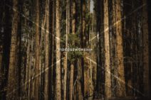 Read more about the article Stock Photography Evergreen Tree Forest