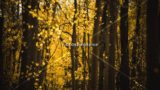 Golden Aspen Trees