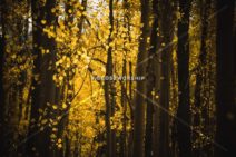 Read more about the article Stock Photography Golden Aspen Trees