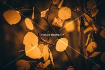 Read more about the article Stock Photography Beautiful Fall Leaves