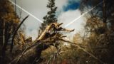 Fallen Tree Roots