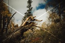 Read more about the article Stock Photography Fallen Tree Roots