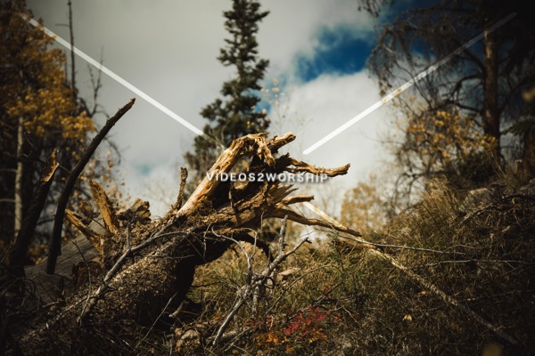 Read more about the article Stock Photography Fallen Tree Roots